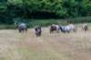 breconbeacons_159_small.jpg