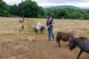 breconbeacons_161_small.jpg