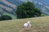 breconbeacons_165_small.jpg