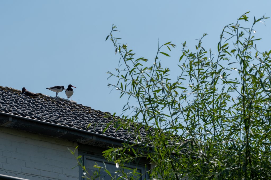 dsc_3468.jpg