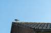 dsc_3509_small.jpg