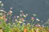 dsc_3532_small.jpg