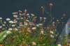 dsc_3533_small.jpg