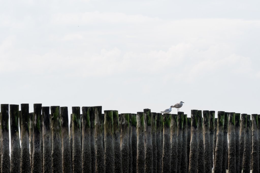 dsc_3563.jpg
