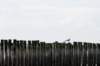 dsc_3563_small.jpg