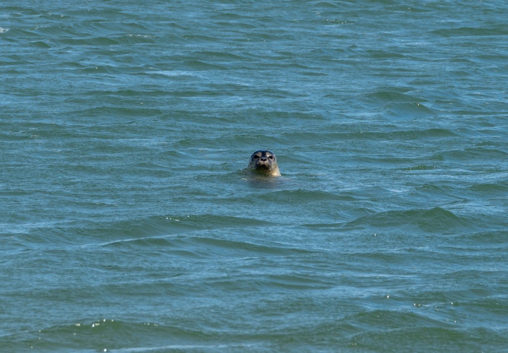 dsc_3652.jpg