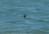 dsc_3652_small.jpg