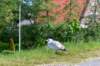 burghsluis2022_103_small.jpg