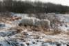 castricum_016_small.jpg