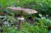 deblauwekamermk_033_small.jpg