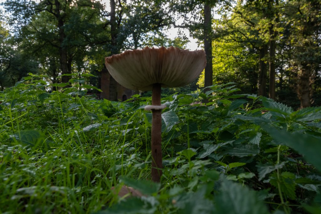 deblauwekamermk_035.jpg