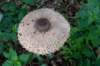 deblauwekamermk_038_small.jpg