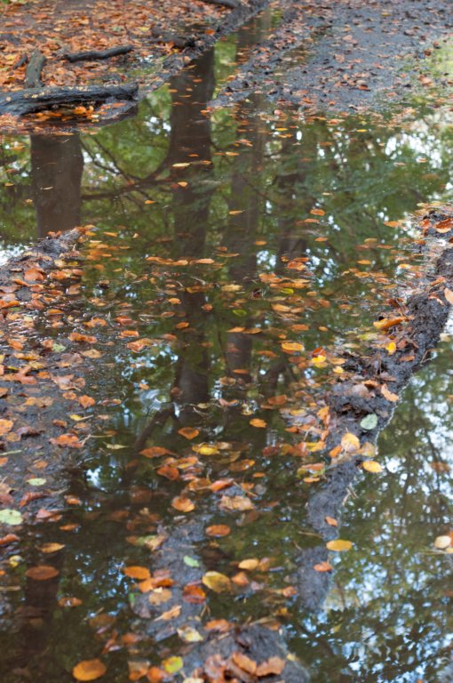 dendolder_004.jpg