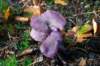 dendolder_005_small.jpg