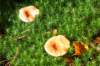 dendolder_006_small.jpg