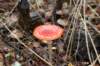 dendolder_011_small.jpg