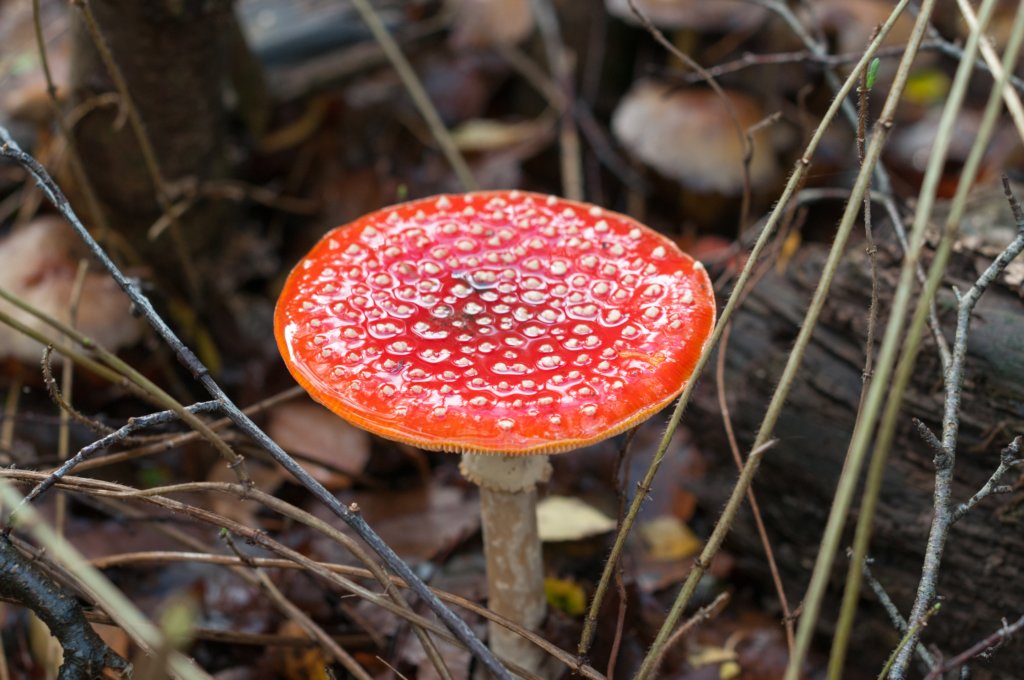 dendolder_012.jpg