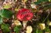 dendolder_014_small.jpg