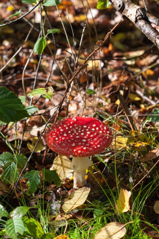 dendolder_015.jpg