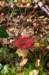 dendolder_015_small.jpg