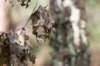 dendolder_017_small.jpg