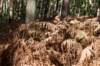 dendolder_022_small.jpg
