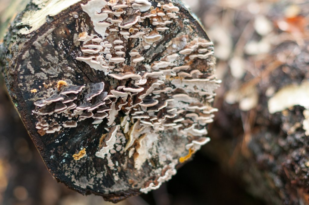 dendolder_024.jpg