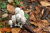 dendolder_027_small.jpg