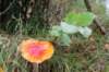 dendolder_035_small.jpg