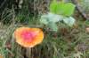 dendolder_036_small.jpg