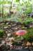 dendolder_037_small.jpg