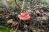 dendolder_038_small.jpg