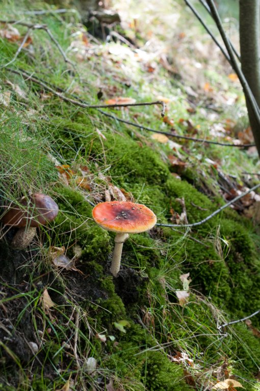 dendolder_039.jpg