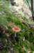 dendolder_039_small.jpg