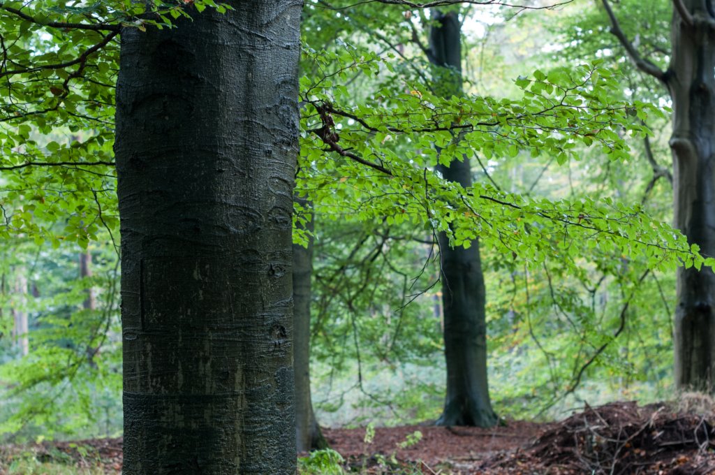 dendolder_044.jpg