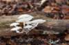 dendolder_045_small.jpg