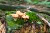 dendolder_057_small.jpg
