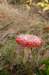 dendolder_064_small.jpg