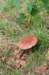 dendolder_065_small.jpg