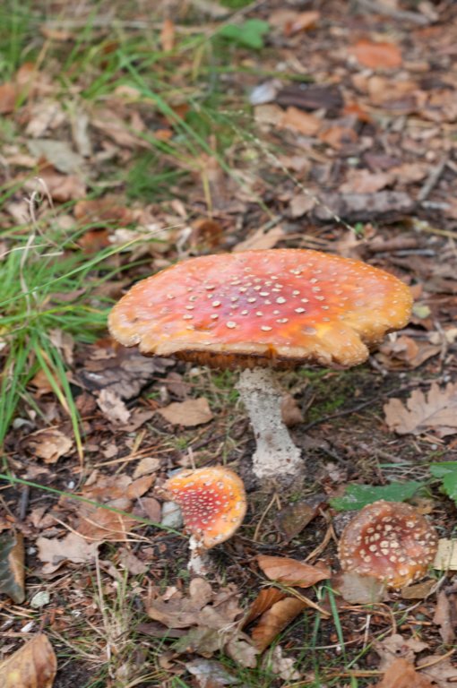 dendolder_066.jpg