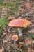 dendolder_066_small.jpg