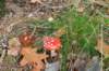 dendolder_067_small.jpg