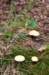dendolder_069_small.jpg