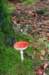 dendolder_073_small.jpg