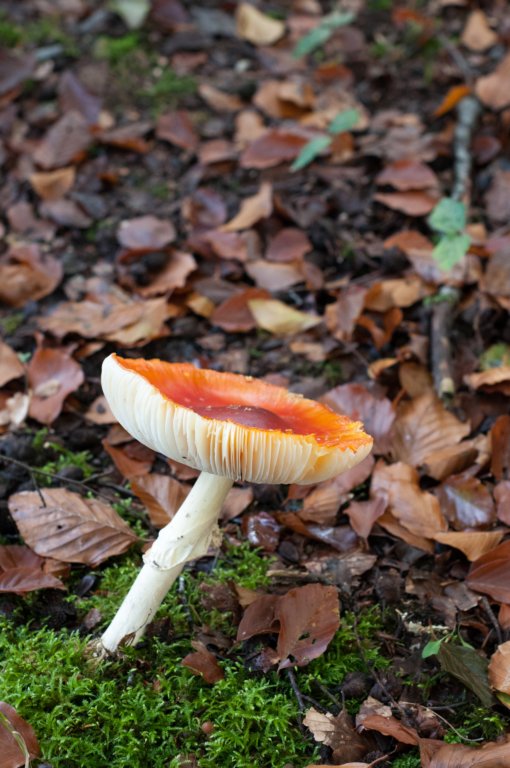 dendolder_074.jpg