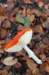 dendolder_075_small.jpg