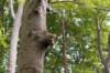 dendolder_086_small.jpg