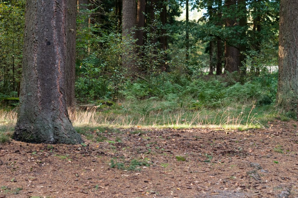 dendolder_088.jpg