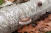 dendolder_089_small.jpg