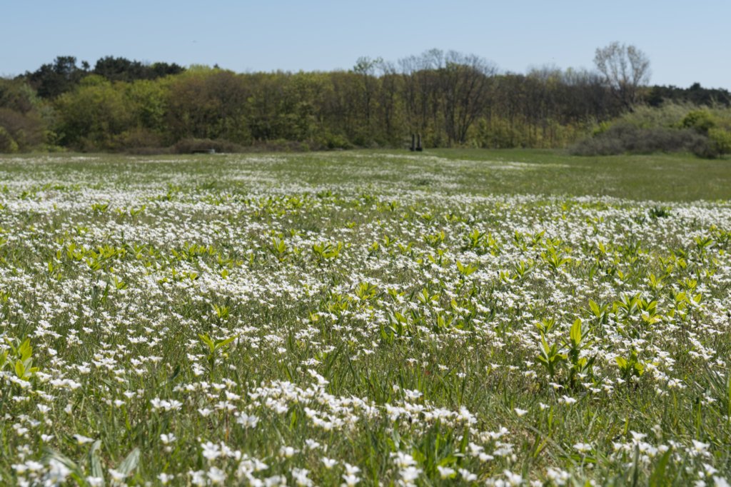 castricum3_008.jpg